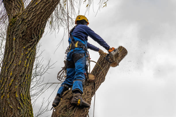 Best Tree Care Services  in USA